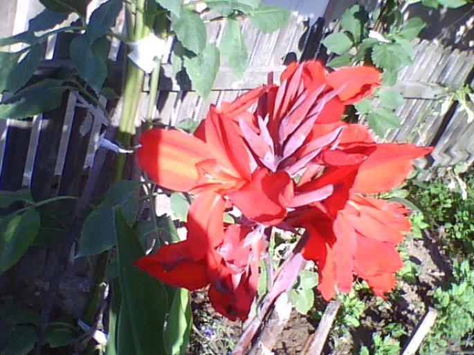 floare de porumb decorativ