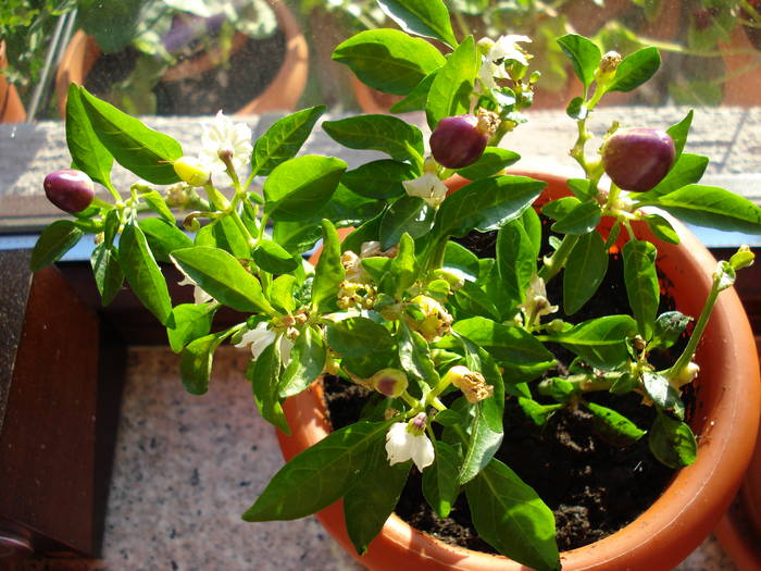 Brazilian Rainbow Pepper (2009, May 08)