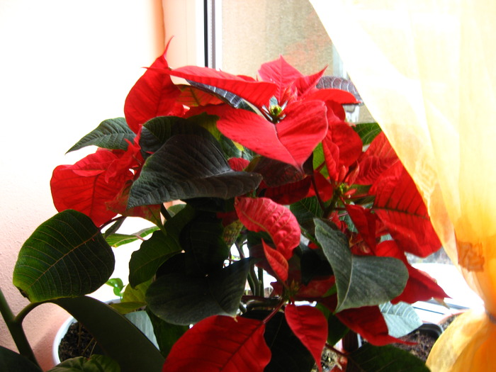 poinsettia - florile mele 2009