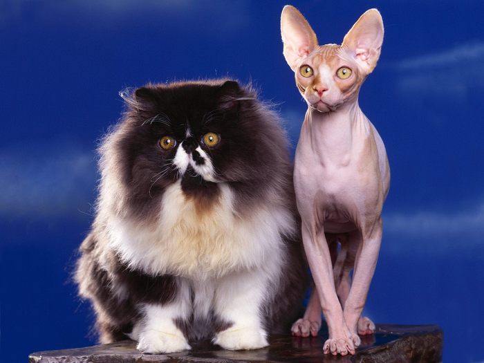 Persian and Sphynx - Desktop Pisici