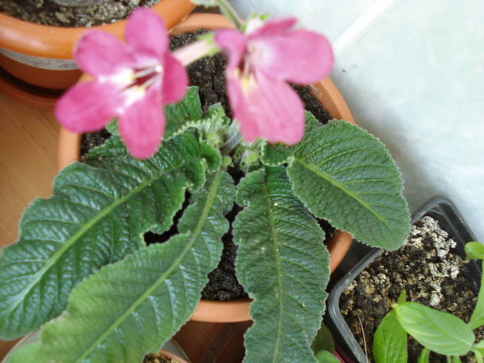 Happy Snappy - STREPTOCARPUS 2009-2010