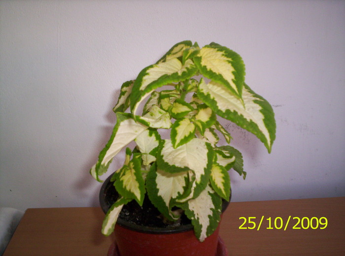 Coleus 25 oct 2009 - plantele mamei mele