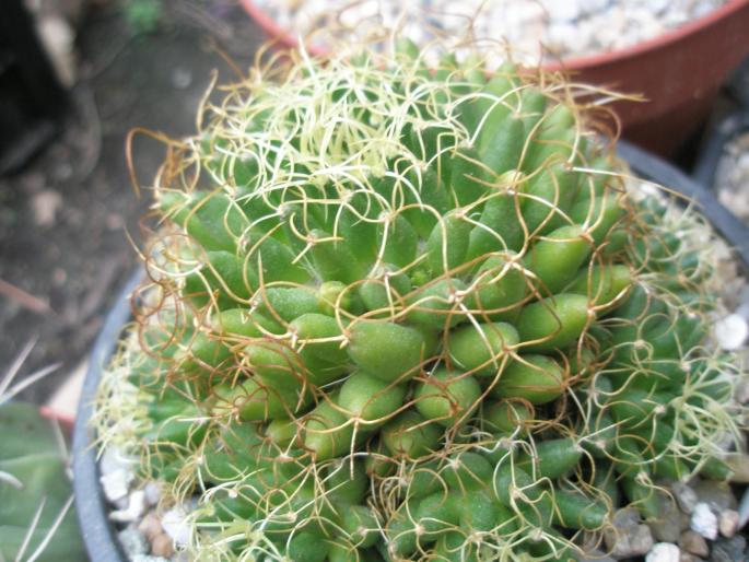 Dolychothele camptotriche cv. marnier-lapostolei - CACTUSI - ANUL 2008