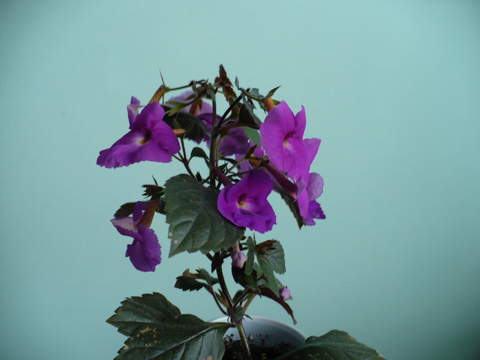P1160277