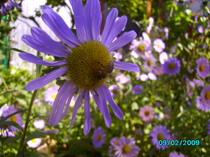 IMG_8617 - insecte si flori
