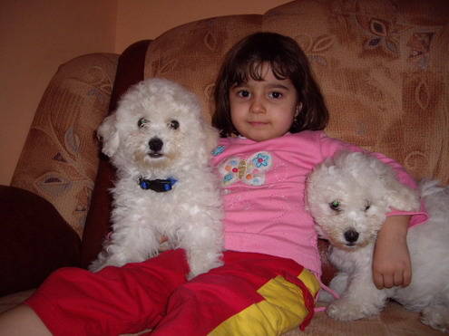 Bichon Frize; 2 fetite
