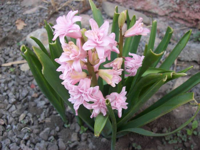 100_2404 - florile mele