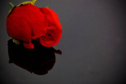 Trandafir (9) - Floare Dragostei
