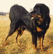 Tibetanischer Mastiff - NET CAINI -rase