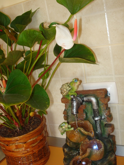 ANTHURIUM
