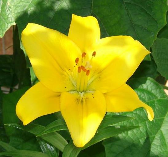 crin galben - flori 2007