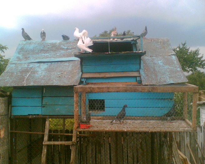 nm - porumbei voiajori