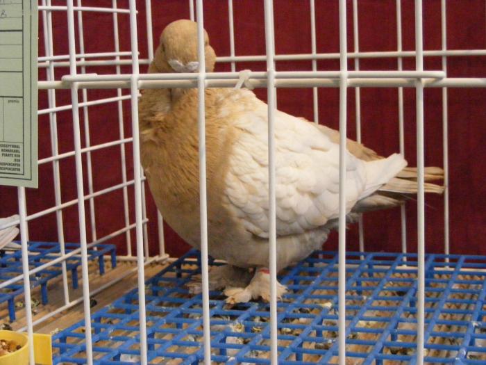 DSCF5665 - expozitia nationala de ornament decembrie  2008