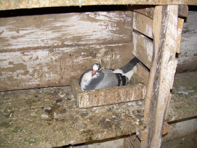 Porumbeii mei 12; tardiv
