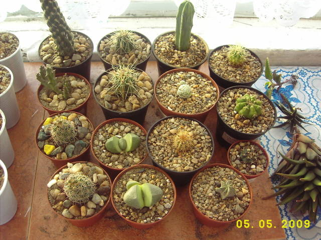 w6 - cactusi si  suculente 09