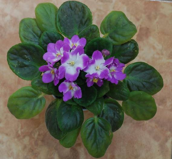 violeta alb cu mov - violete iunie 2009