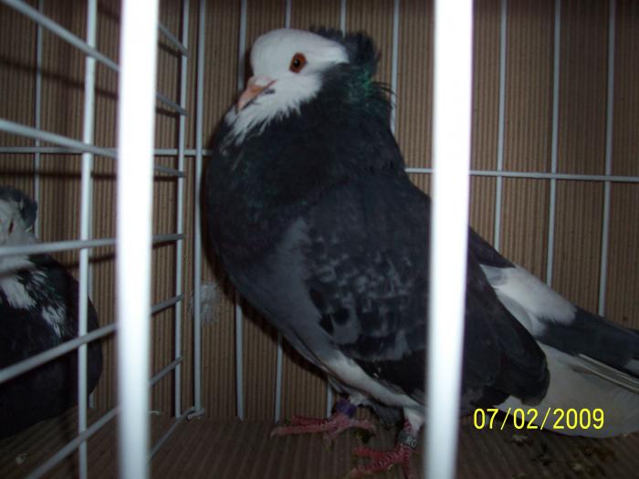 Expo Oradea 2009 095