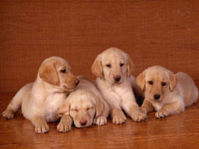 PUP05RK005403 - poze catei