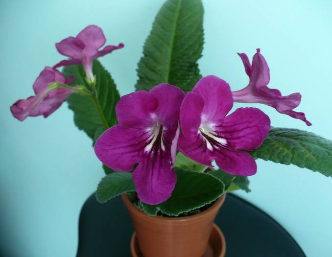 P1140859 - STREPTOCARPUSI