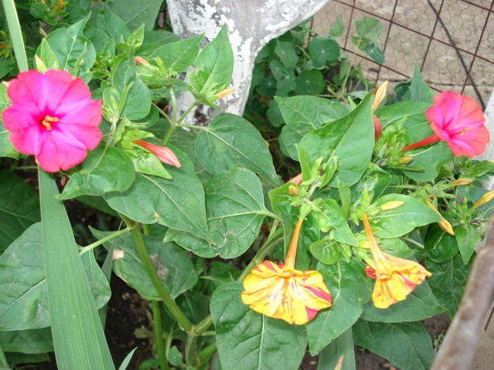 DSC09710