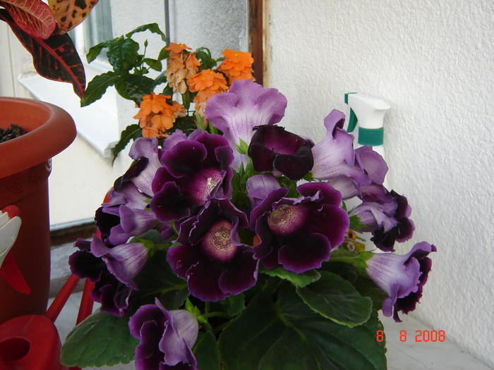 Copie a DSC02296 - flori