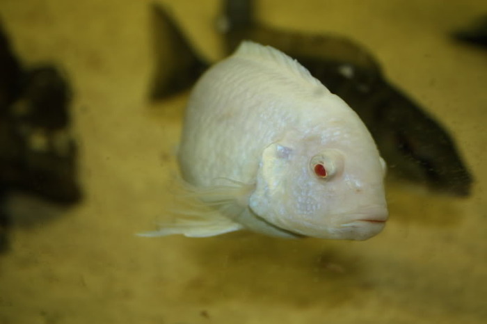 IMG_0565 - African Cichlid