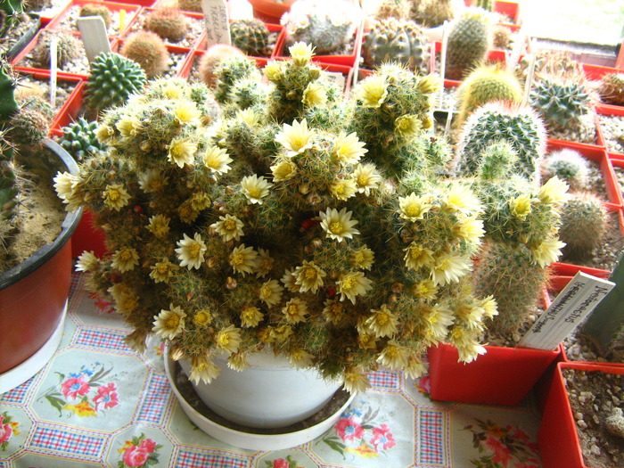 Picture 069 - cactusii mei