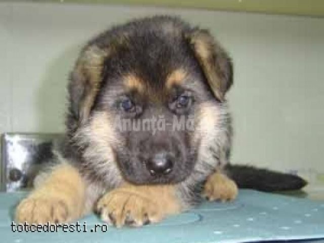 caine_lup_toate_vaccinurile_la_zi_e_cel_mai_frumos-anunt-1d3632[1] - poze cu caini si pisici