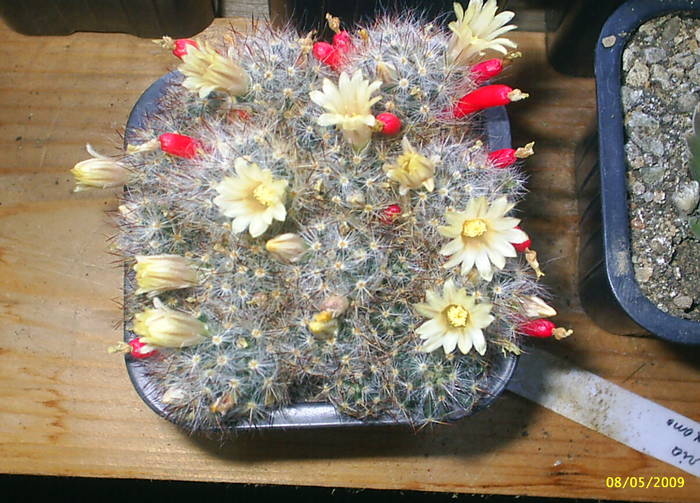 Mammillaria prolifera texana