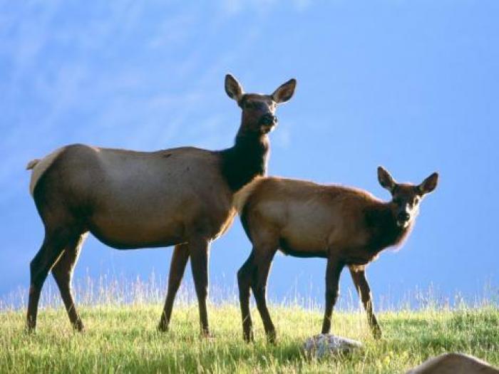 Imagini Animale_ Imagini cu Animale_ Imagini Animale Mari - Animale