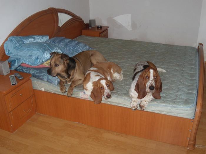 THREE HAPPY DOGS; Doi bassetei, Lucky (tricolor), Ama (bicolora) si Alex "the amstaff"
