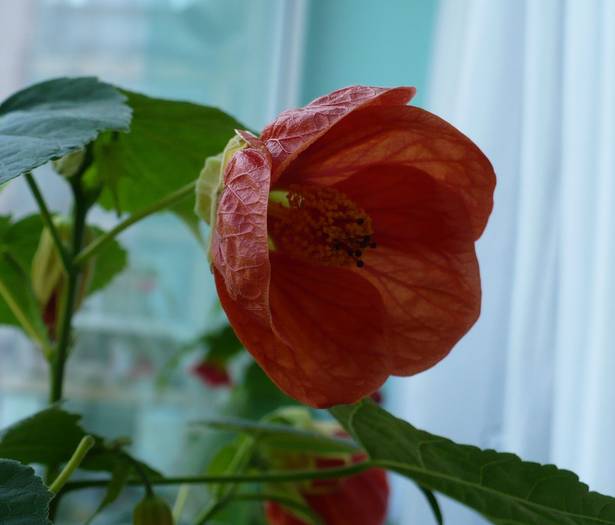 P1130745 - ABUTILONI