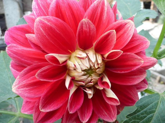 P1010043 - Gradina flori