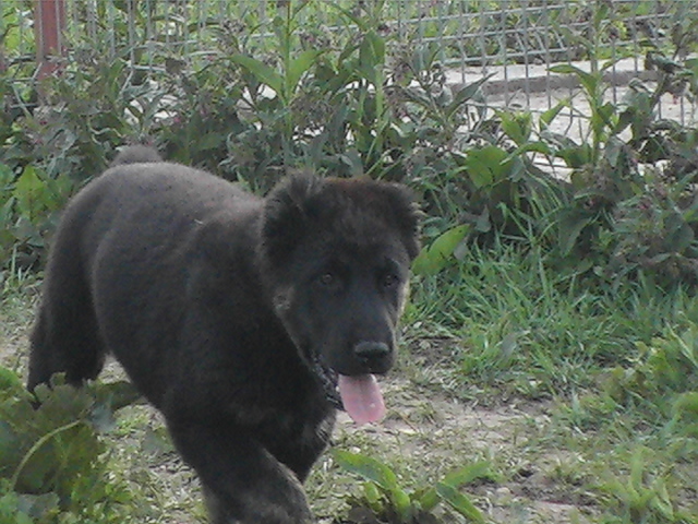 poze 06.06.2009 020 - ciobanesc asia centrala