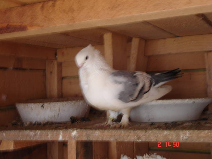 71 - C Porumbei Blueti si Satineti Vechi