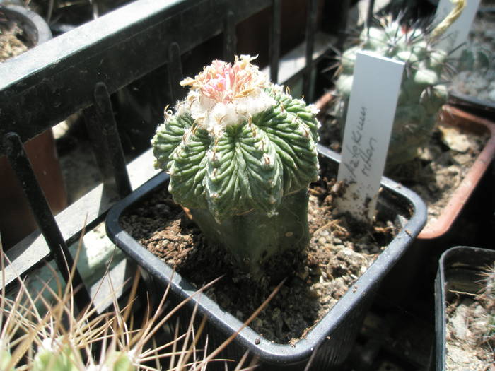 Aztekium ritteri