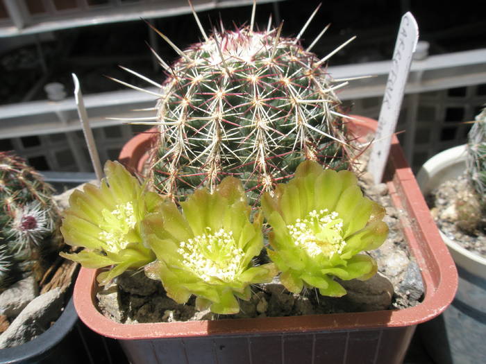 Echinocereus inflorit - Echinocereus