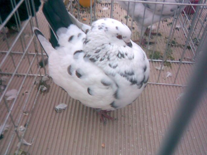 modena eng pestrit h - 1502 partea 3