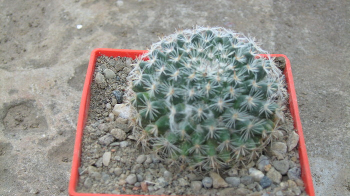 Picture 042 mamm - cactusii mei
