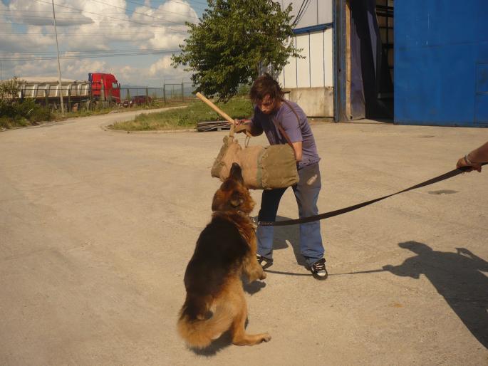 BRUTUS RADU DE BRASOV; BRUTUS RADU DE BRASOV ARE PEDIGREE.
