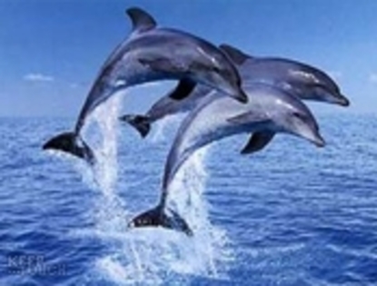 Delfini 3 - peisaje
