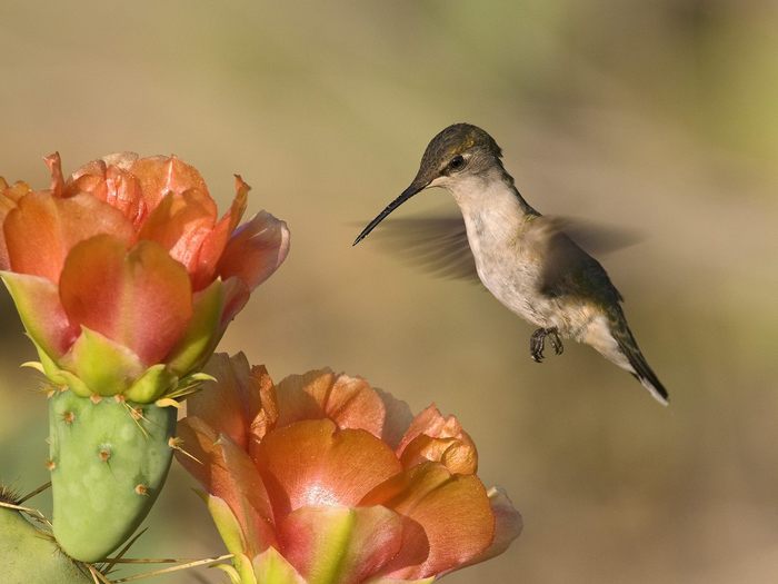 Ruby-Throated Hummingbird and Cactus Flowers, Texas