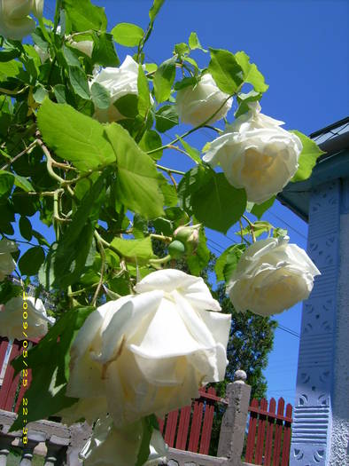 Picture 157 - gradina in 2009