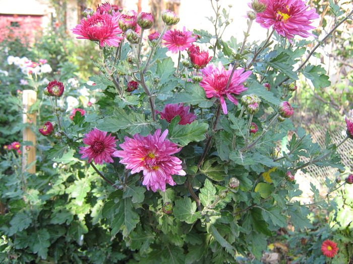 crizantema de gradina - flori din gradina 2009