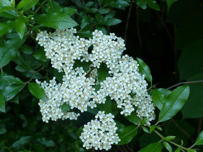 P1010839 - Gradina Botanica mai 2008