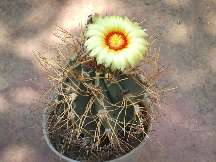 Astrophytum senile - ceva mai recent