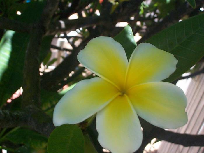 HPL4 - Hawaiian Plumeria 1