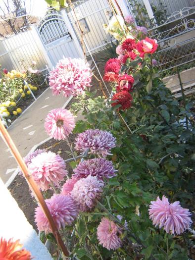 picture 578 - crizanteme  2008