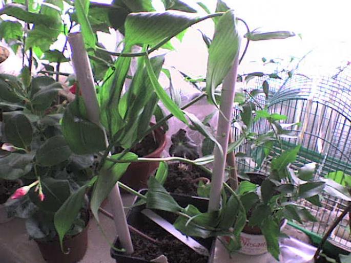 DSC00131 - plante 2008