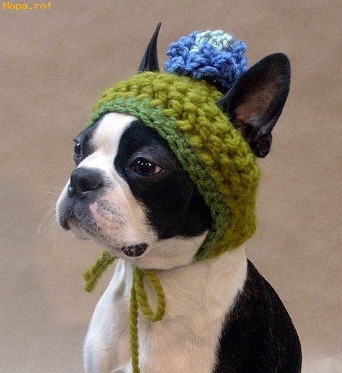 Boston Terrier